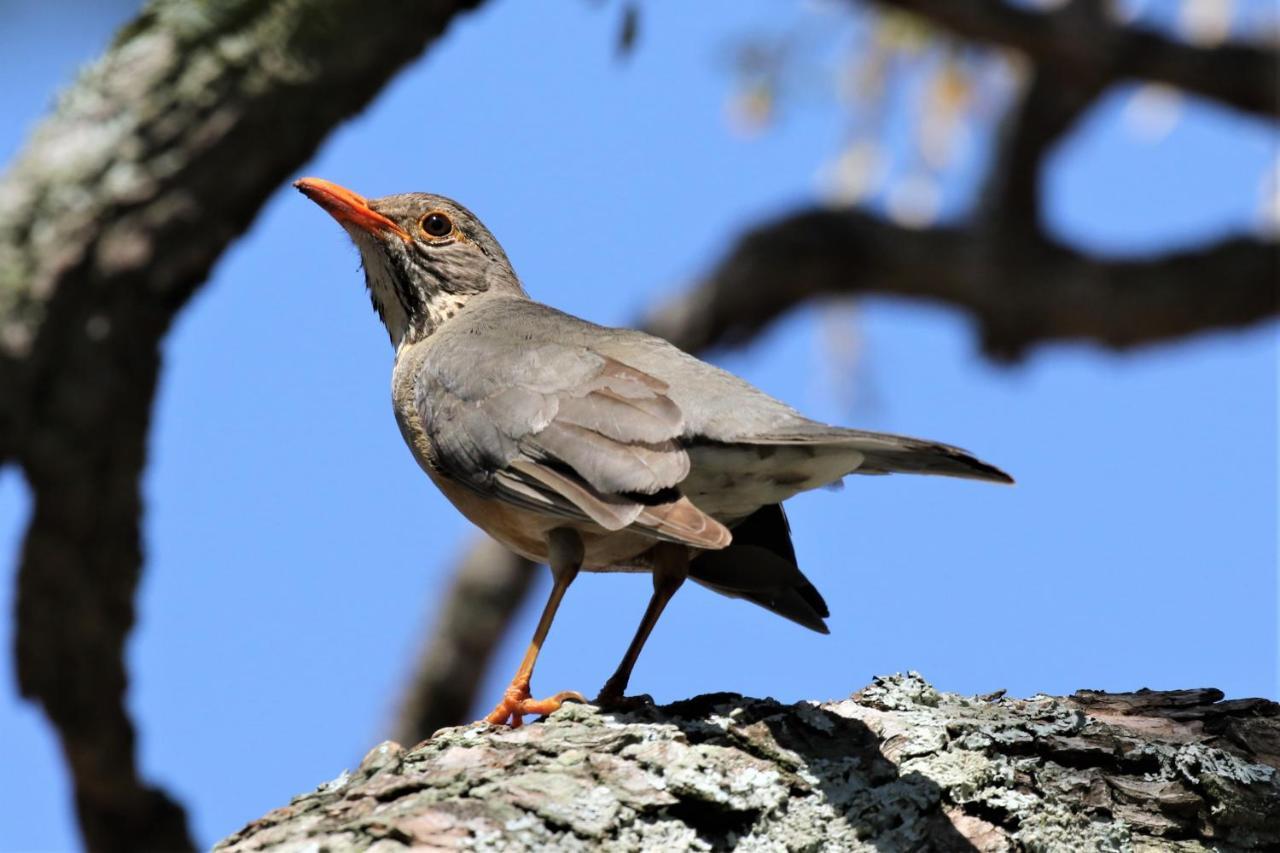 Birds Babble Self Catering Hotel Mbombela Ngoại thất bức ảnh