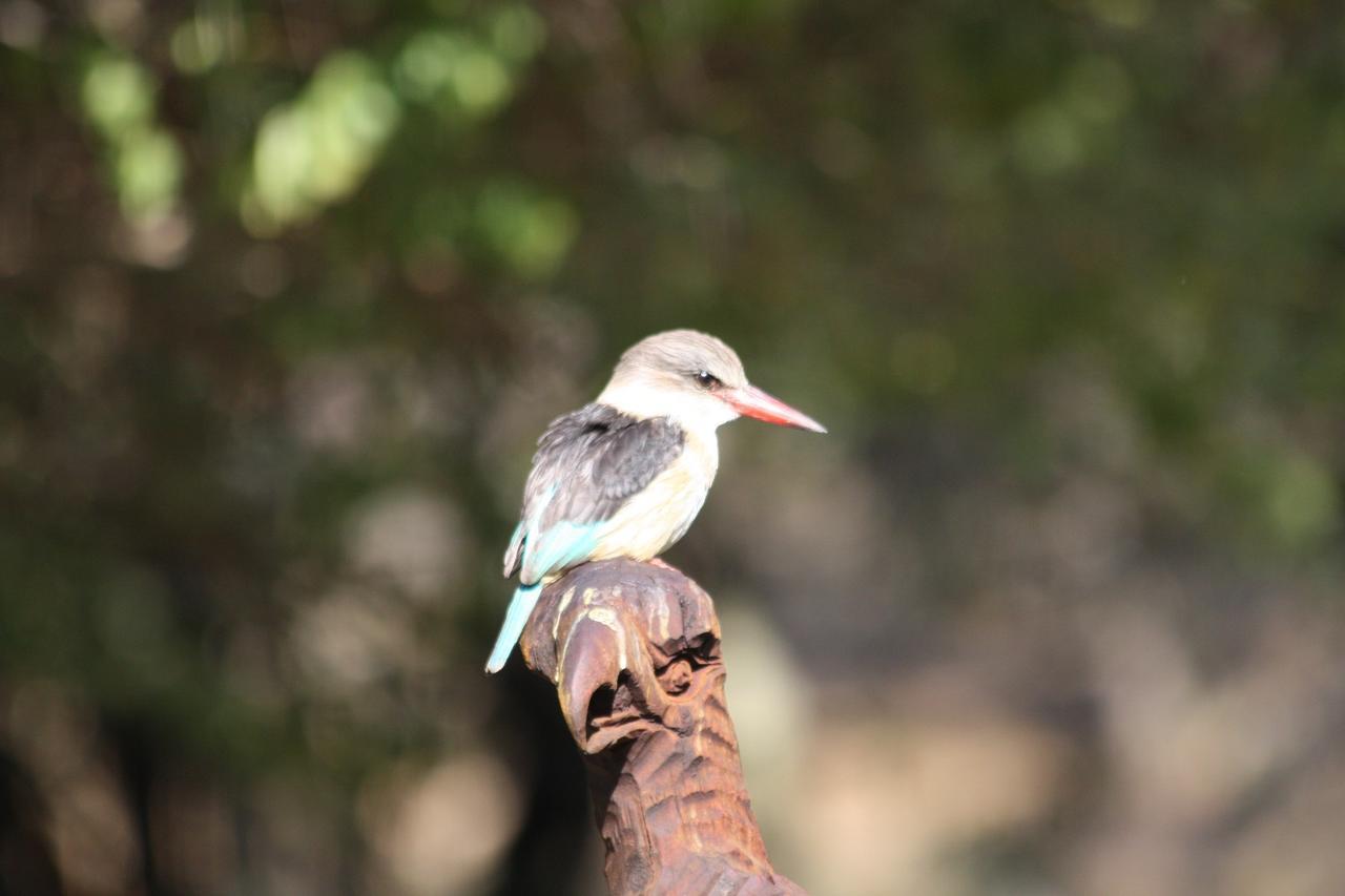 Birds Babble Self Catering Hotel Mbombela Ngoại thất bức ảnh